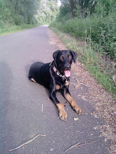 Armani (Dobermann, Rottweiler, Berner Sennenhund) Berner Sennenhund Dobermann Rottweiler 